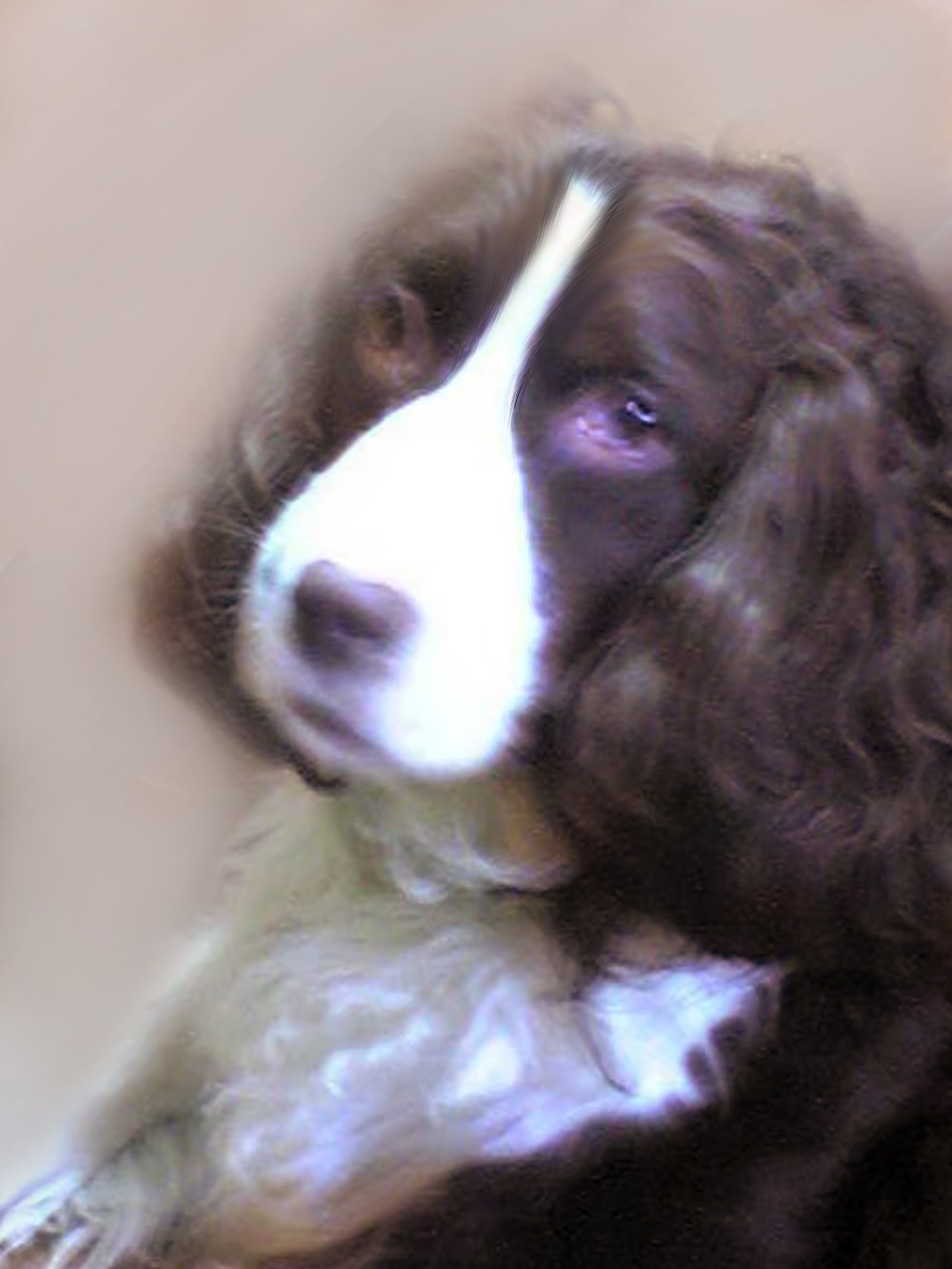 A handcrafted doll of Christy the English Springer Spaniel