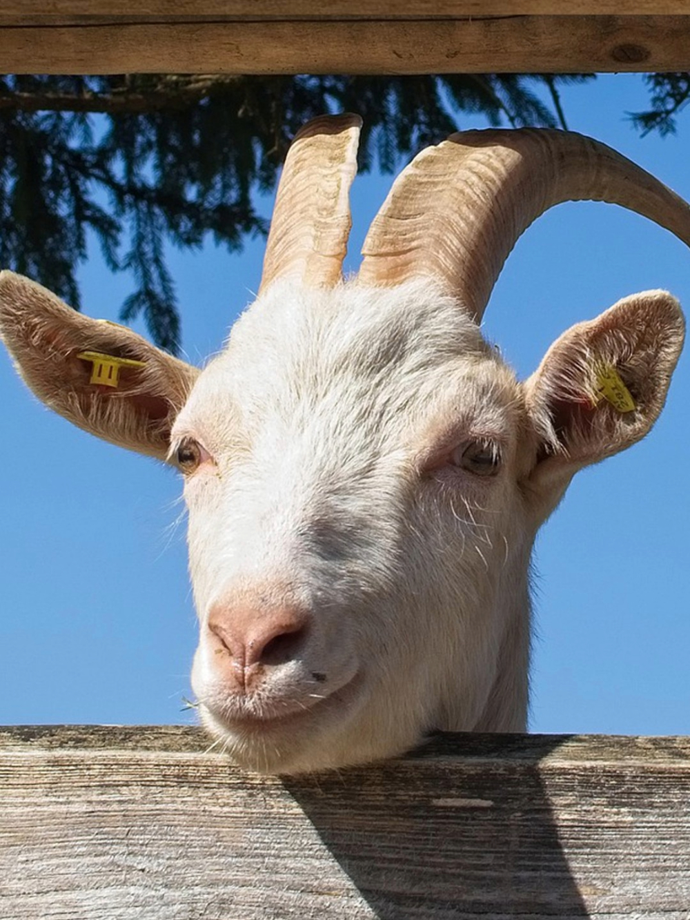 A handcrafted doll of Peace the Saanen Goat