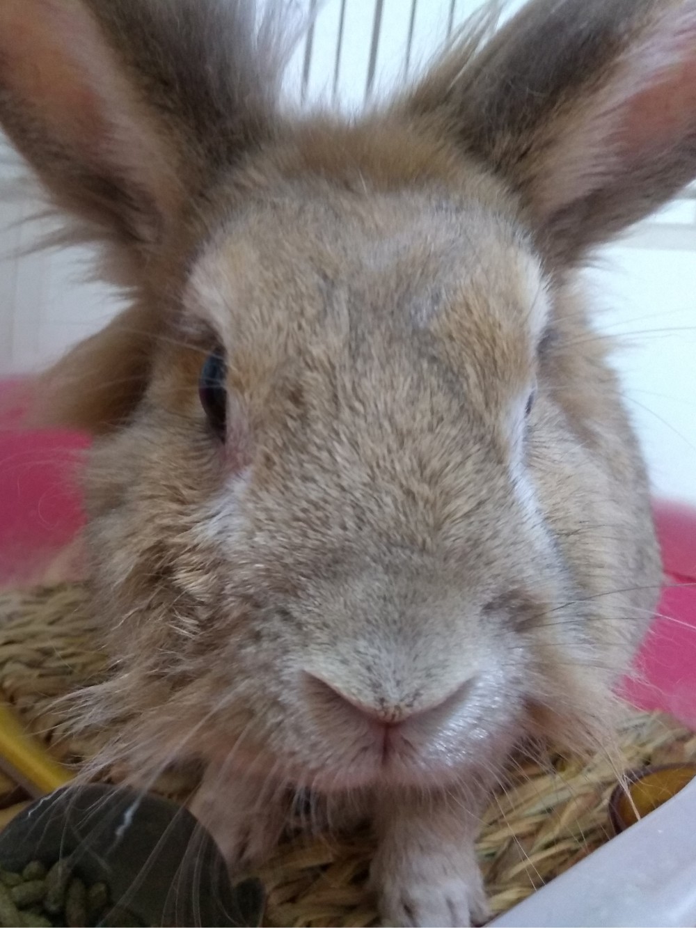 A handcrafted doll of Peetah the rabbit