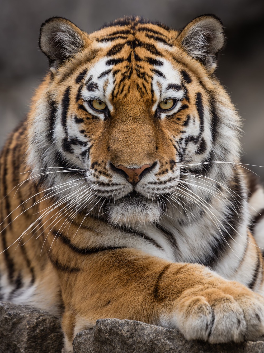 A handcrafted doll of Torachan the Siberian Tiger